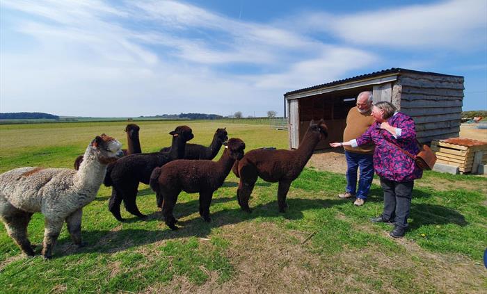 Alpaca Walking at Sweet Home Alpaca